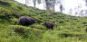 Buffaloes, Wayanad, Kerala, India