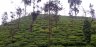 Tea Gardens, Wayanad, India